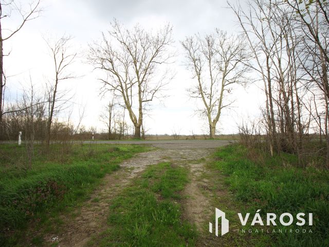 Röszke határában termelhet