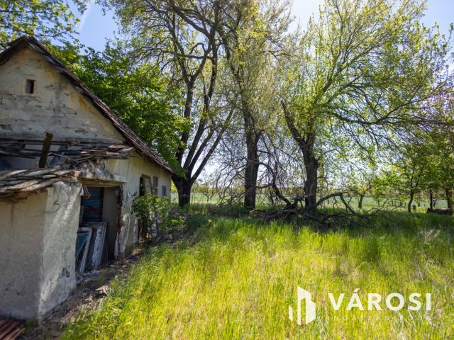 Eperfák árnyékában